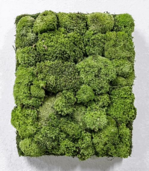 Cuadro Vegetal Manhattan
