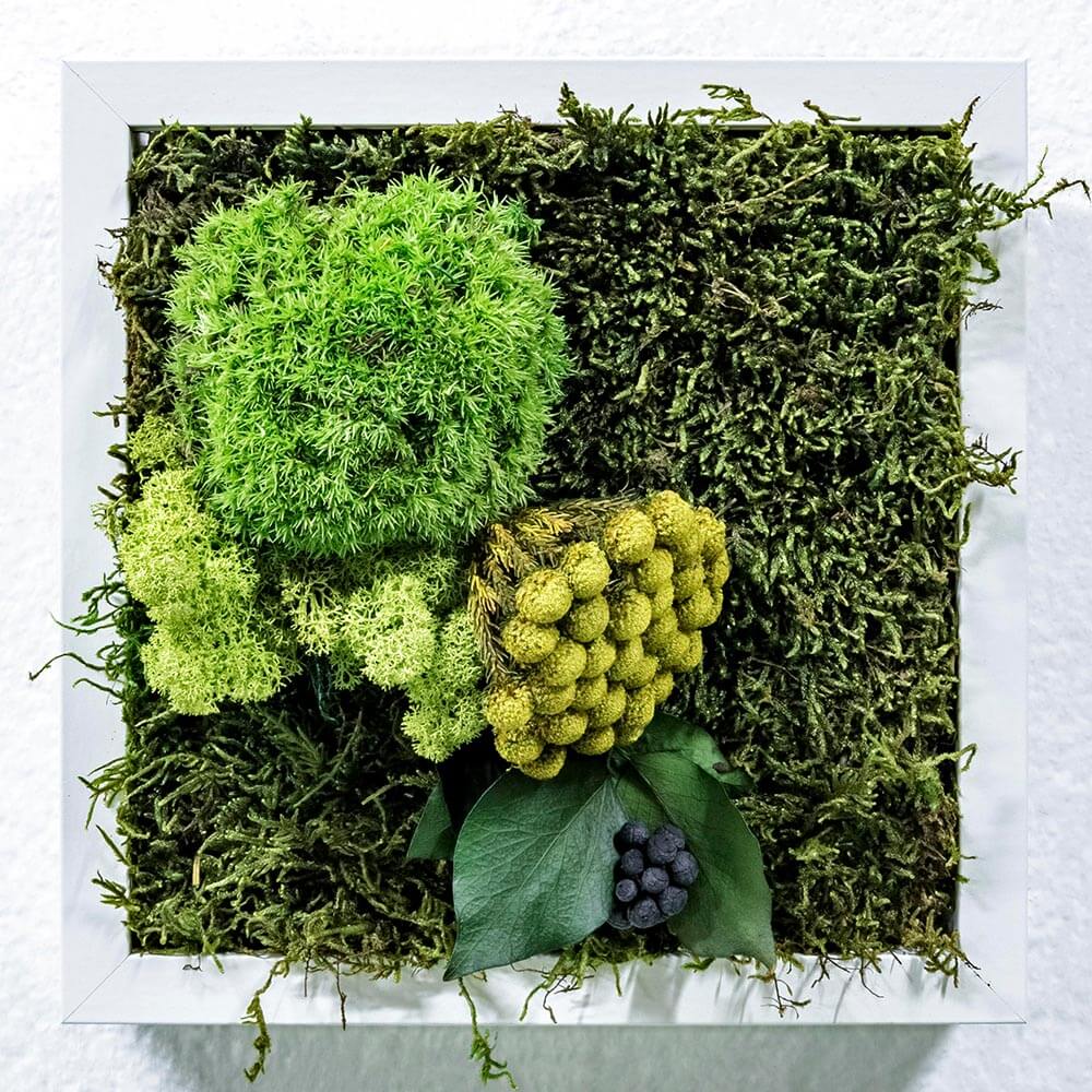cuadro-vegetal ´cuadro vegetal