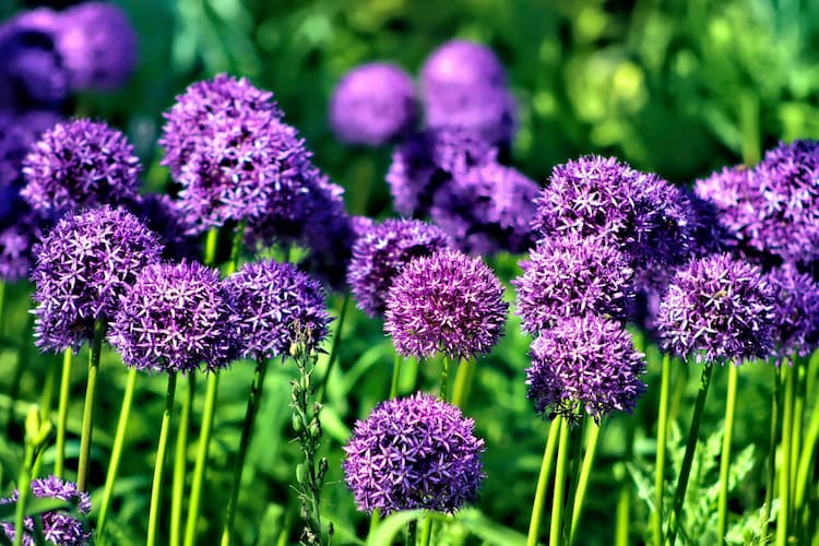 Ajo de jardin como-planta para jardín vertical