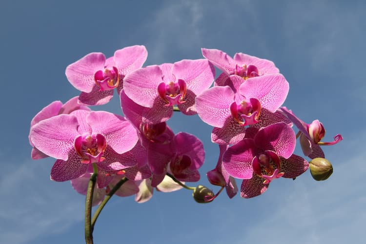 Orquídea planta de interior