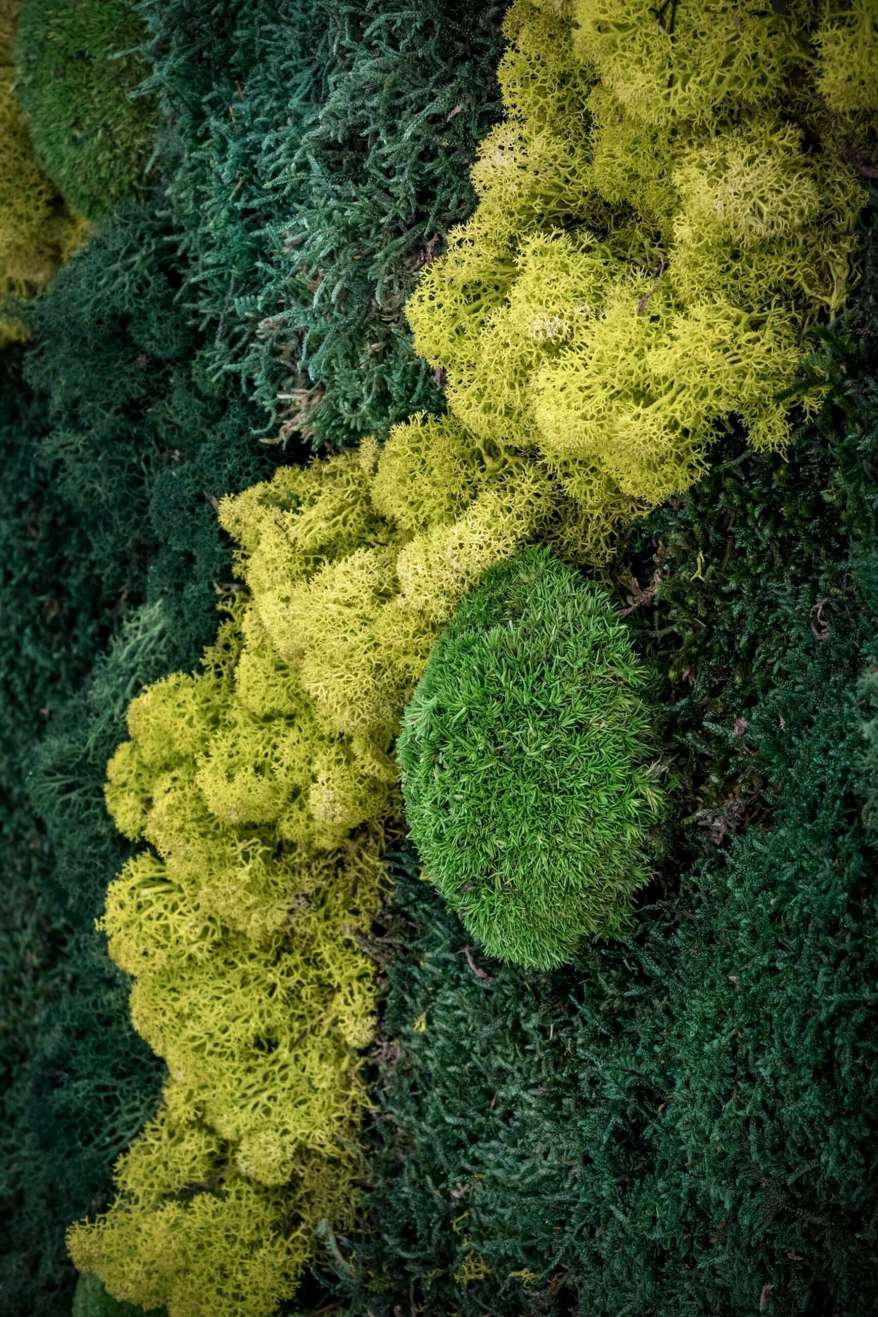 Hall_Caleydos_Mijardinvertical4-scaled