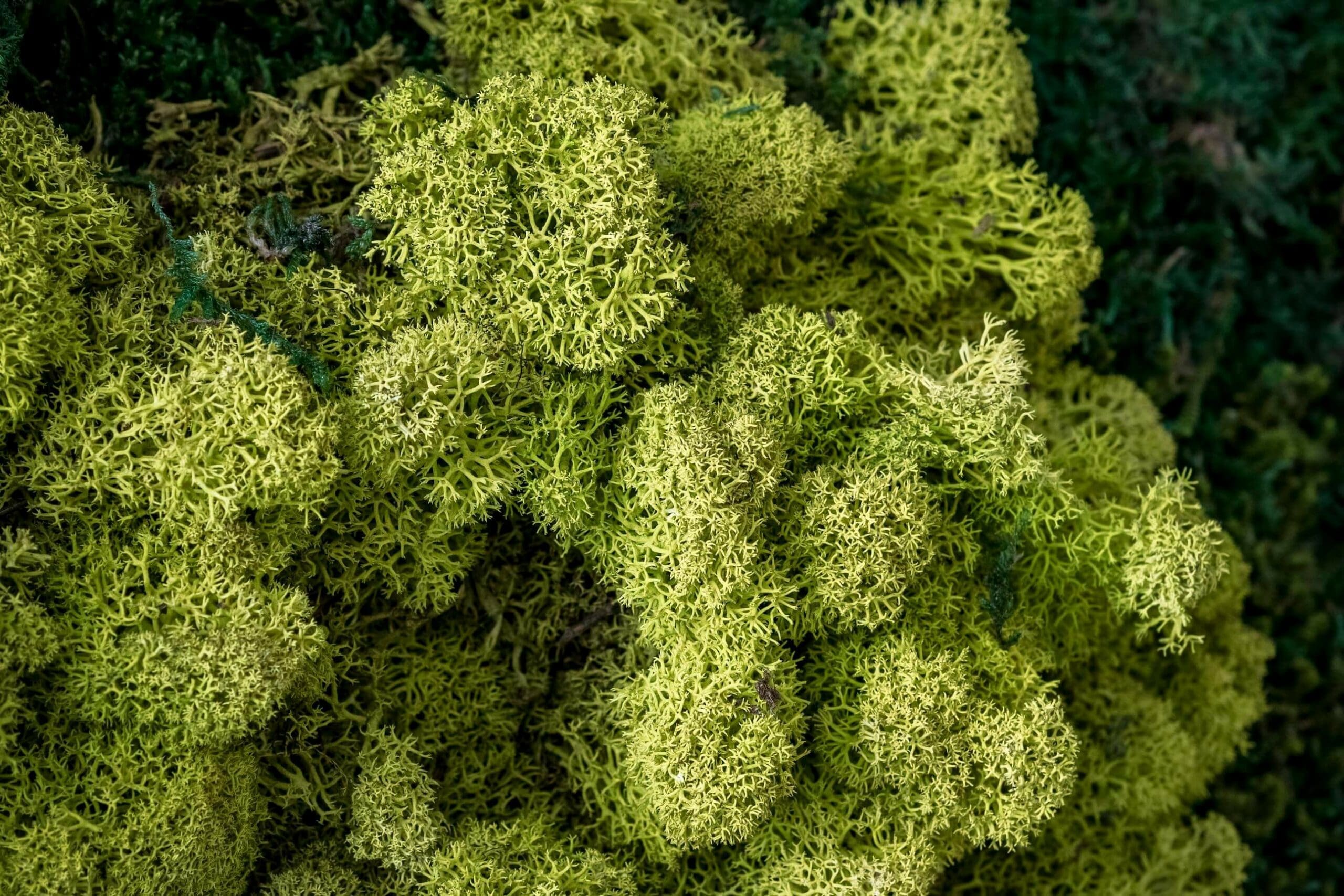 Hall_Caleydos_Mijardinvertical9-scaled