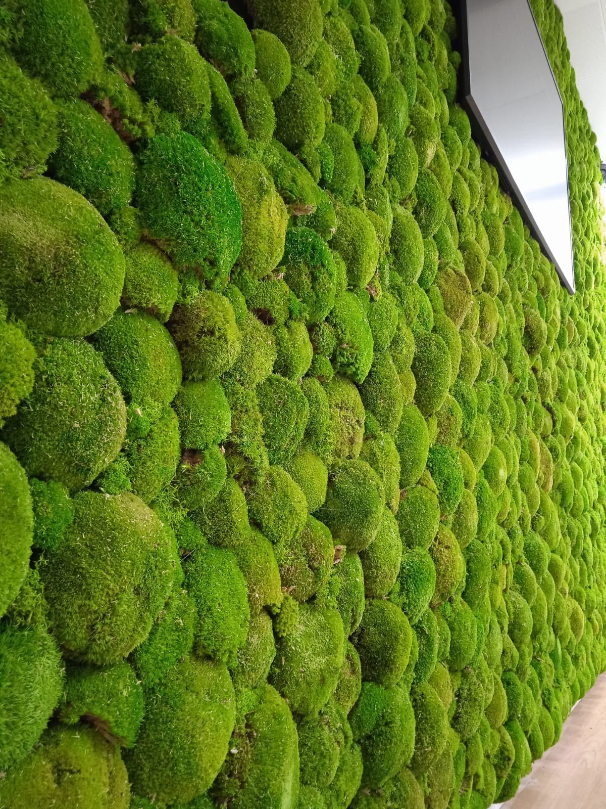 Jardín vertical preservado con musgo y planta natural